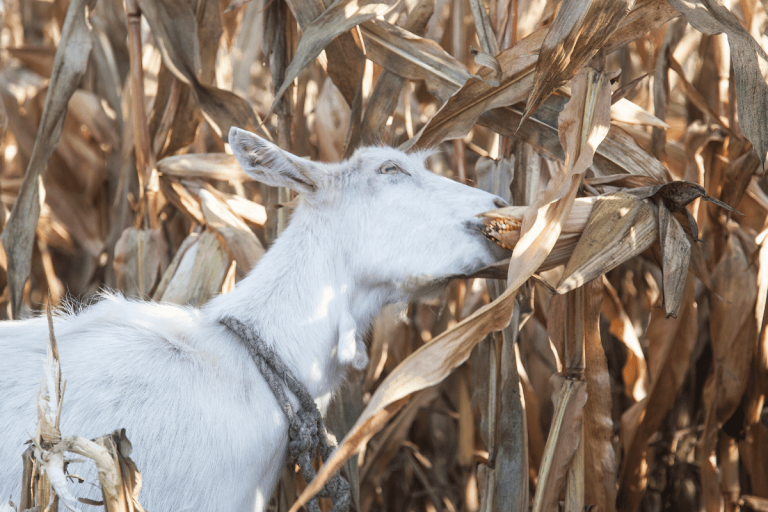 Can Goats Eat Corn Stalks | What Do You Think?
