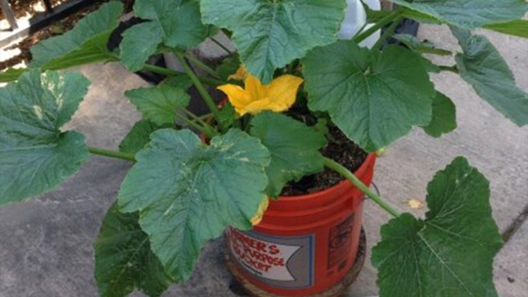 Can I Grow Squash in a 5 Gallon Bucket?