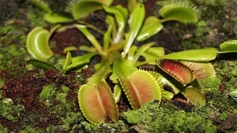 Can I Use Cactus Soil for Venus Fly Trap [Answered & Explained]