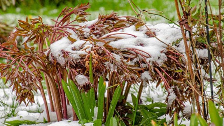 Can Peonies Survive a Freeze – Everything You Need to Know
