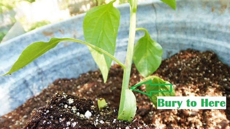 Can You Bury Pepper Stems | You Need to Know
