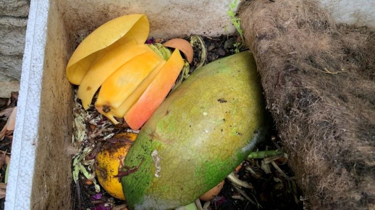 Can You Compost Mango Pits | A Complete Guide & Tips