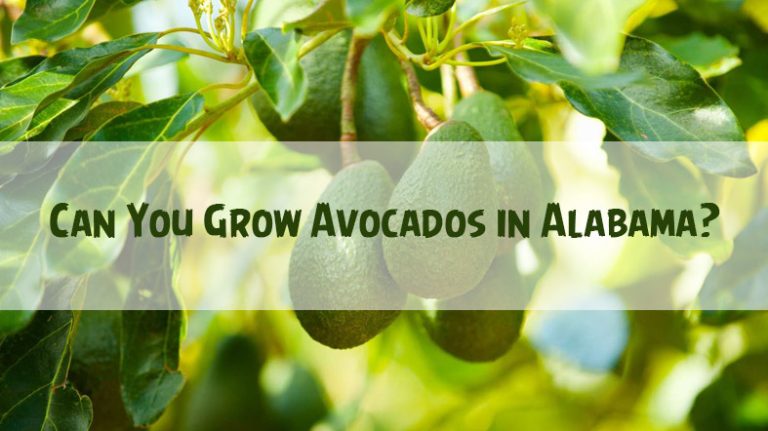 Can You Grow Avocados in Alabama – Read to Find Out