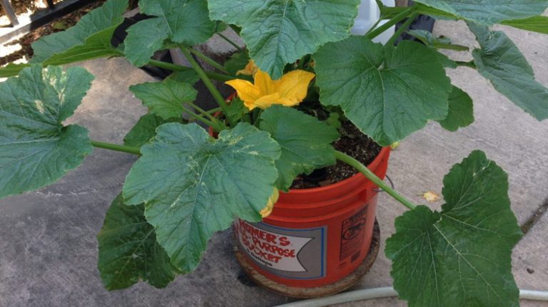 Can You Grow Squash in a 5 Gallon Bucket – Guidelines to follow