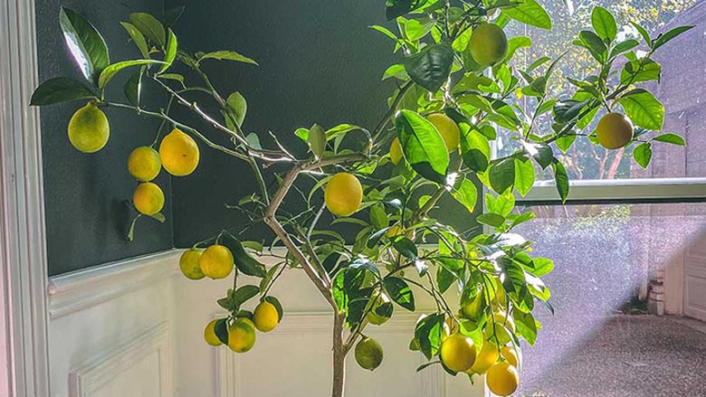 Can You Grow a Lemon Tree in NJ