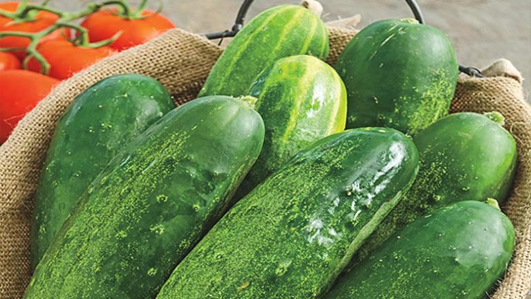 [Answered] Can You Pickle Straight Eight Cucumbers?