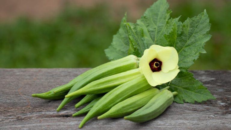 Can Goats Eat Okra – A Comprehensive Guide