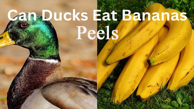 [Explained] Can Ducks Eat Banana Peels?