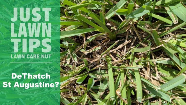 Can You Dethatch St Augustine Grass? A Comprehensive Guide