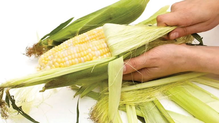 Can I Compost Corn Husks | Step-by-Step Guide