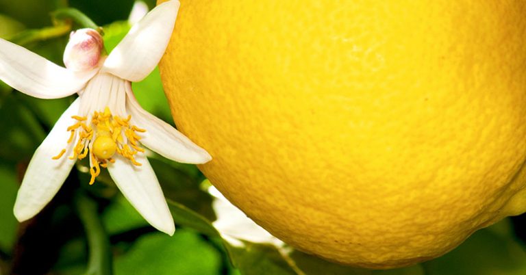 Can Lemon Trees Grow in Illinois