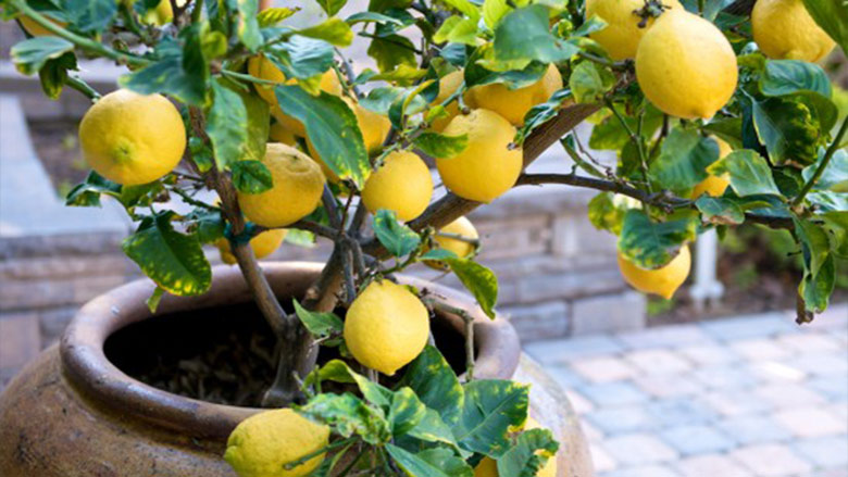 Can Lemon Trees Grow in Michigan
