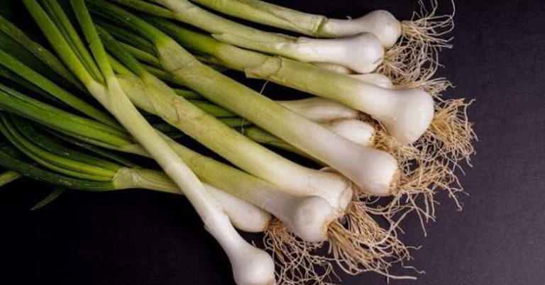 Can Rabbits Have Green Onions – Explained