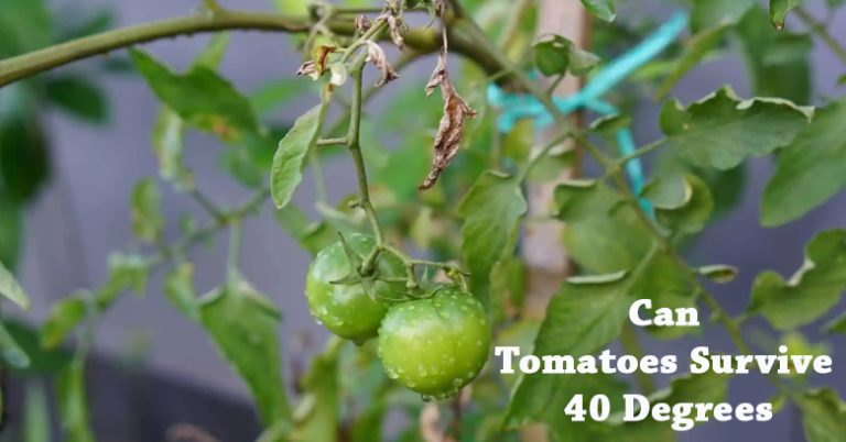 Can Tomatoes Survive 40 Degrees [Answered]