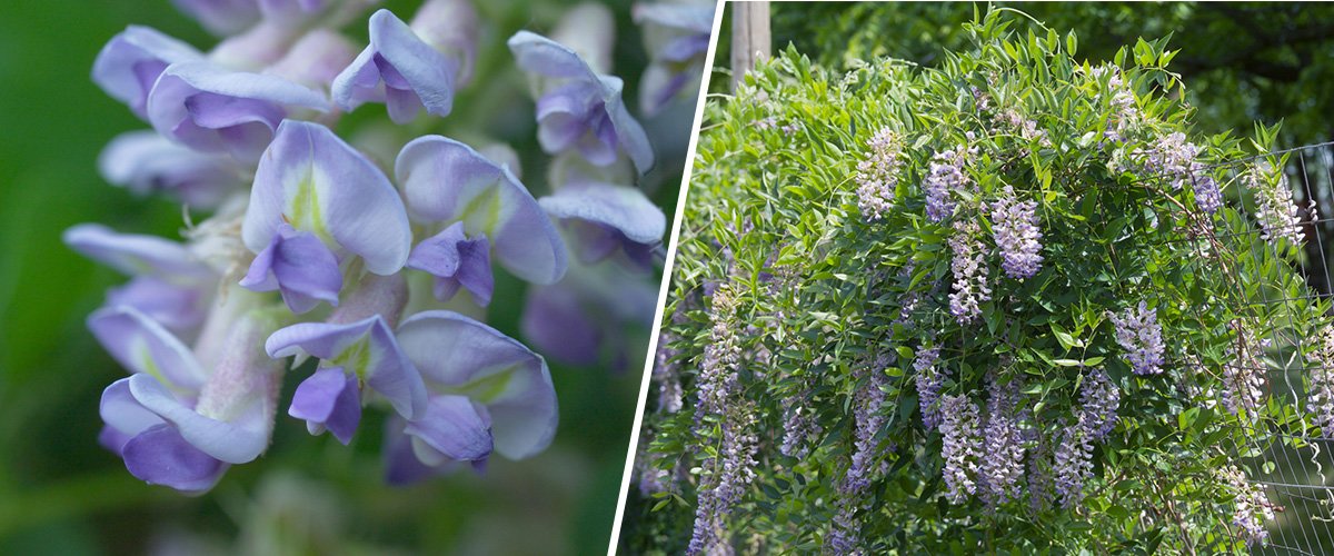 Can Wisteria Grow in Minnesota [Answered & Explained] - Garden Suggest