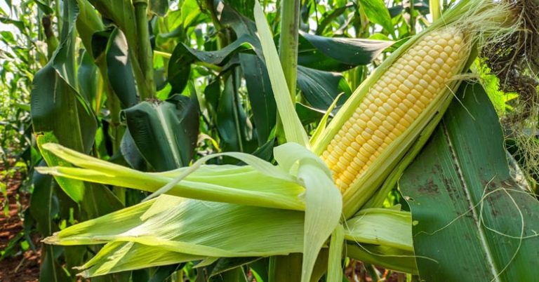 Can You Compost Corn Husk – A Complete Guideline for You