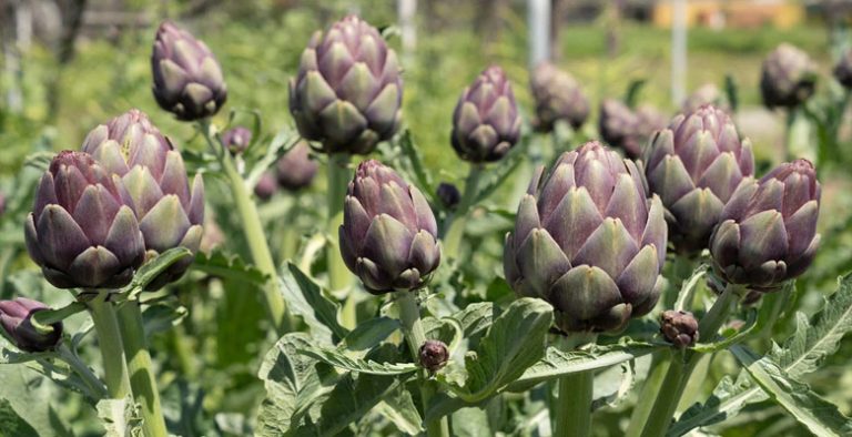 [Explained] Can You Grow Artichokes in Michigan