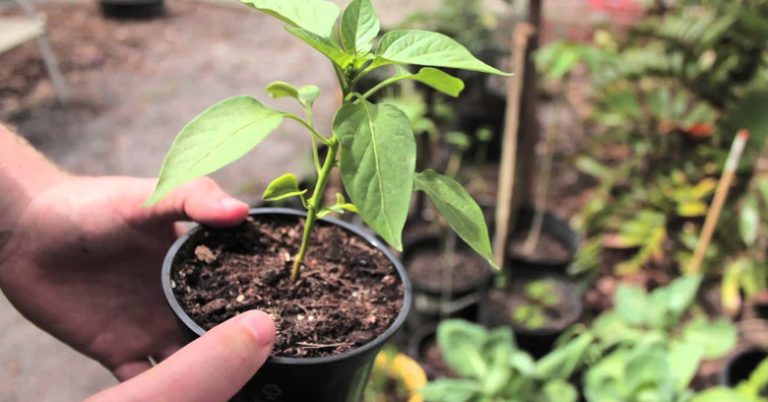 Can You Grow Jalapenos from Store Bought Peppers    | Guide & Tips