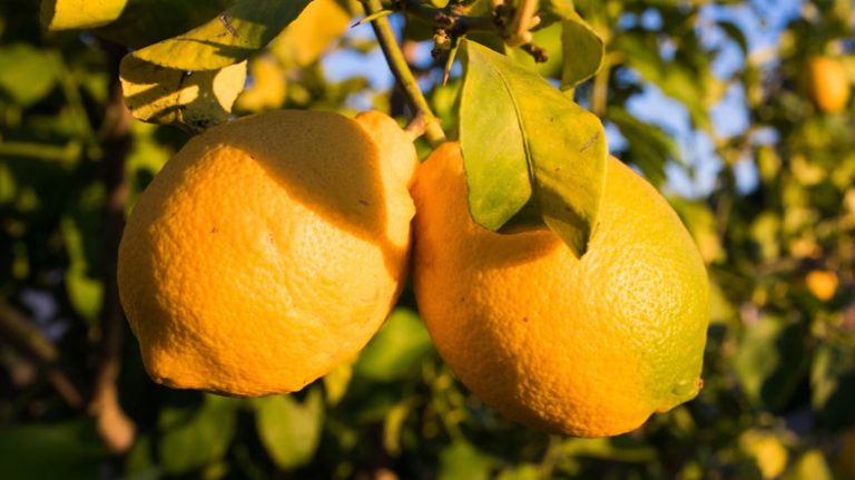 Can You Grow a Lemon Tree in Pennsylvania | A Complete Guide