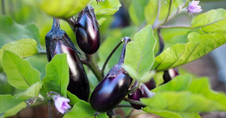 Can You Overwinter Eggplant | Effective Strategies & Tips