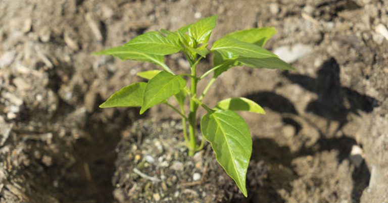 Can You Plant Pepper Plants Deep Like Tomatoes | Planting Guide