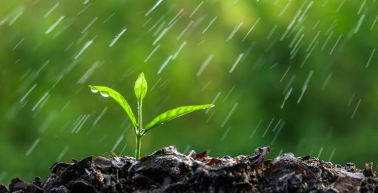 Can You Plant in the Rain [Answered & Explained]