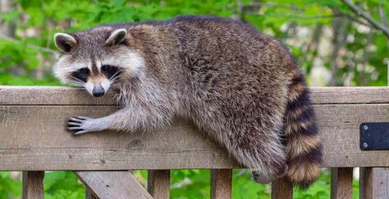 Can a Raccoon Climb a Fence? Are They Good Climbers?