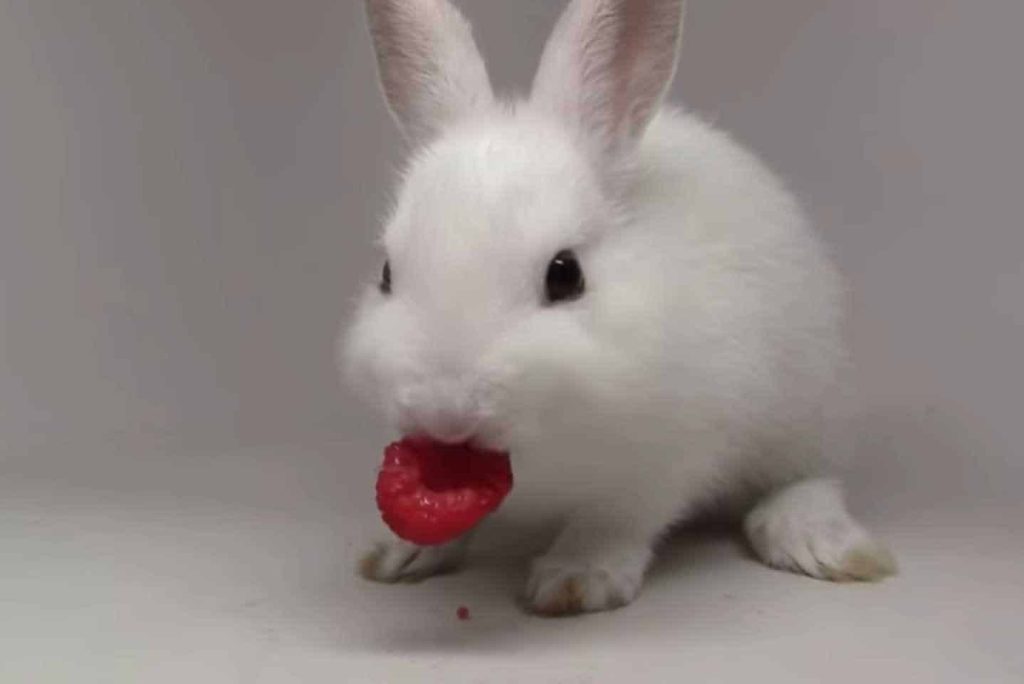 Can Bunnies Have Raspberries