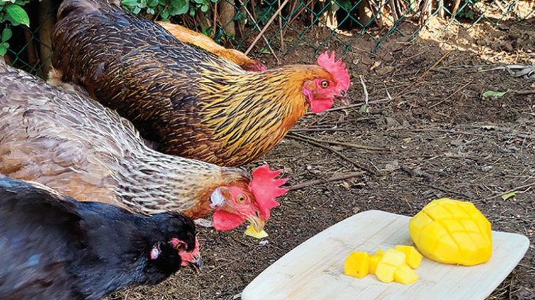 Can Chickens Have Mango Seeds | Know the Facts