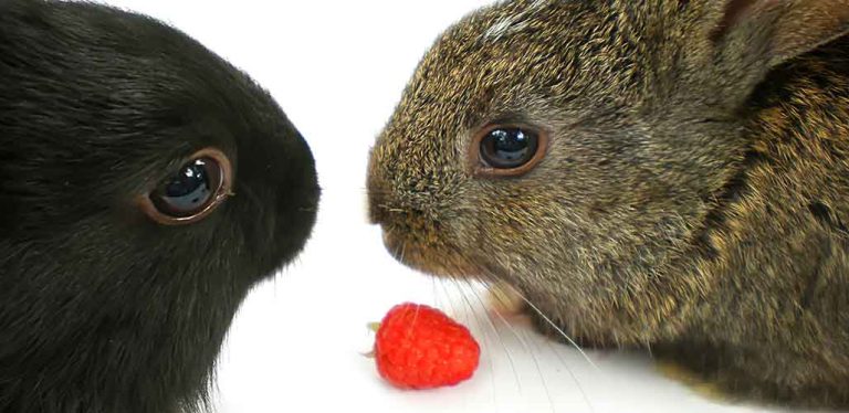 Can Rabbits Have Raspberries [Answered]