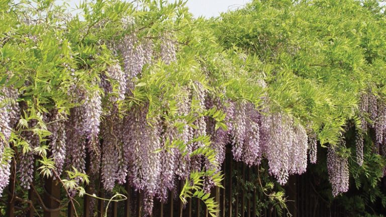 Can You Transplant Wisteria | Steps You Need to Follow