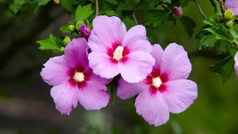 Can Goats Eat Rose of Sharon? You Need to Know