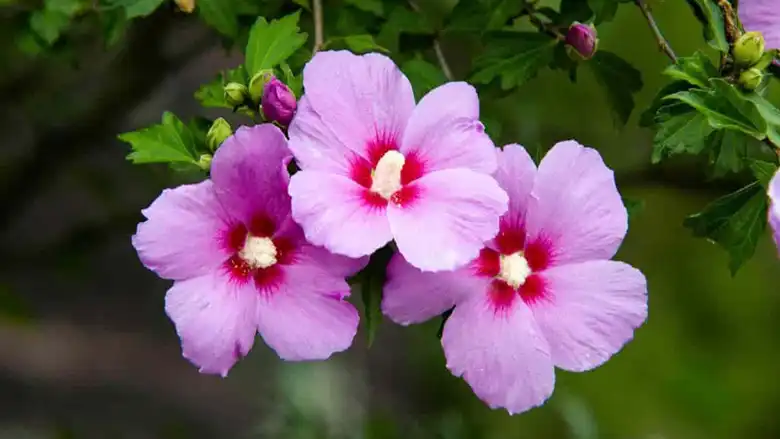 Can Goats Eat Rose of Sharon?