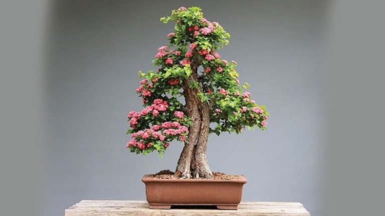 [Answered] Can You Bring a Bonsai Tree on a Plane?