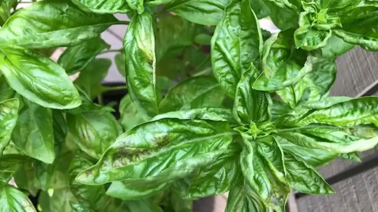 Why Are My Basil Leaves Curling