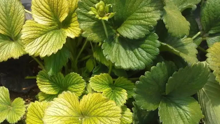 Why Are My Strawberry Leaves Turning Yellow | Fact Behind That