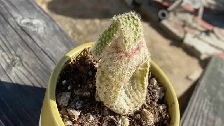 Why Did My Cactus Deflate? Understanding Causes and Solutions