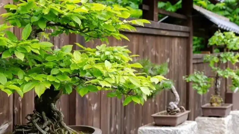Why Is My Bonsai Turning Yellow [8 Possible Causes] 