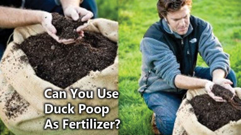 Can You Use Duck Poop As Fertilizer | Everything You Need to Know
